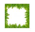 Green Pine Square Frame Overlay