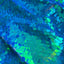 Peacock Large Sequins Backdrop