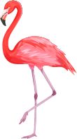 Flamingo