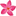Single Pink Plumeria