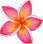 Single Pink Plumeria 2