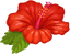 Red Hawaiian Flower