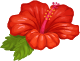 Red Hawaiian Flower