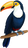 Toucan