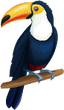 Toucan