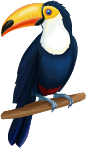 Toucan