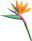 Hawaiian Flower