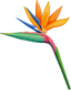 Hawaiian Flower