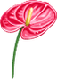 Hawaiian Flower 2