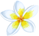 Single White Plumeria