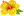 Yellow Hawaiian Flower