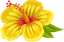 Yellow Hawaiian Flower