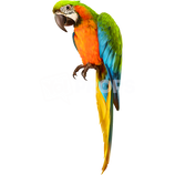 Parrot