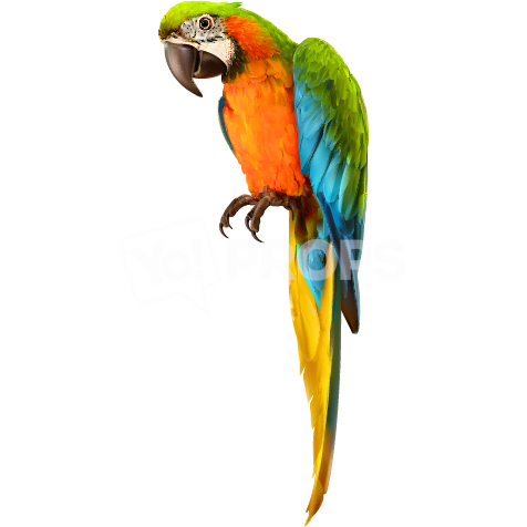 Parrot