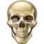 Skull Head